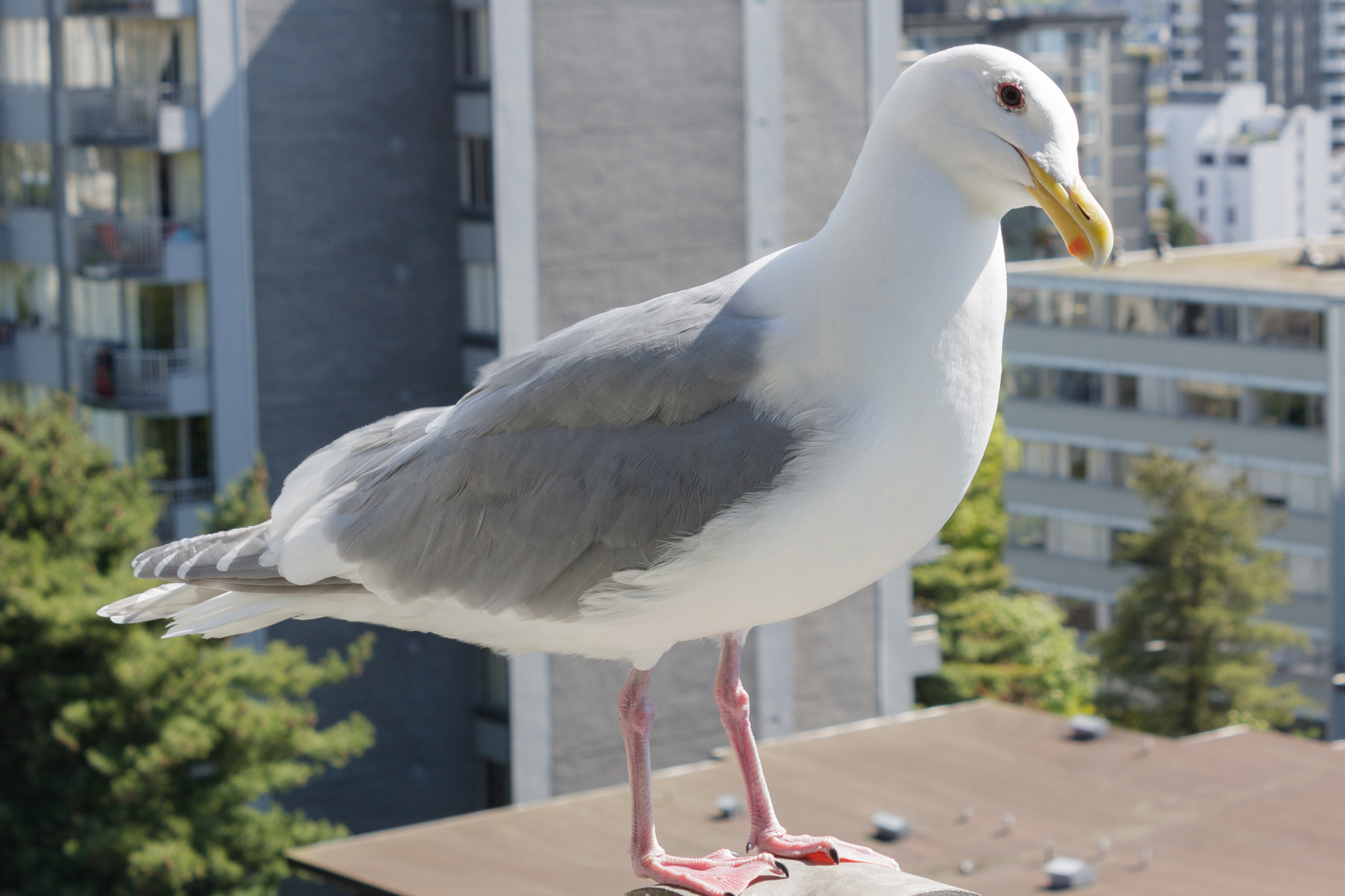 Glaucous-winged_Gull