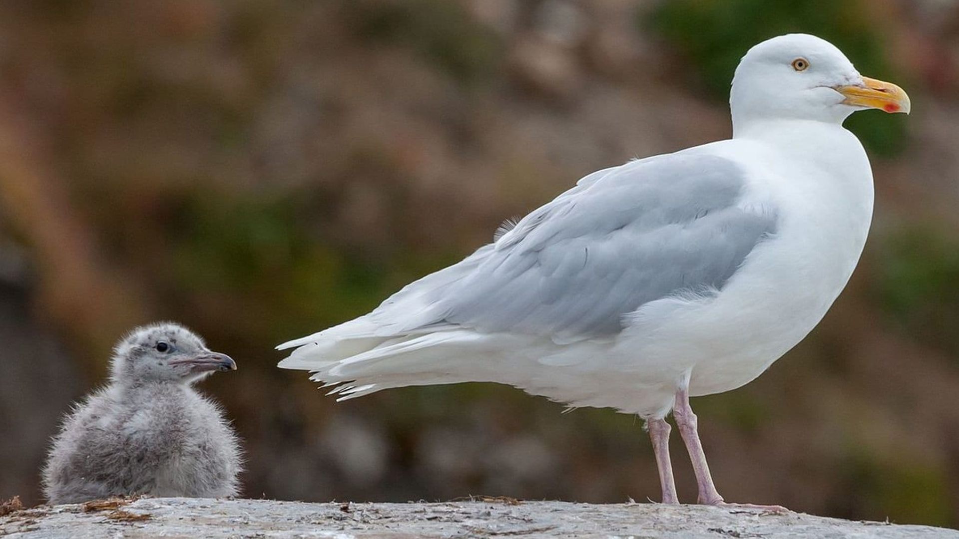 Glaucous_Gull