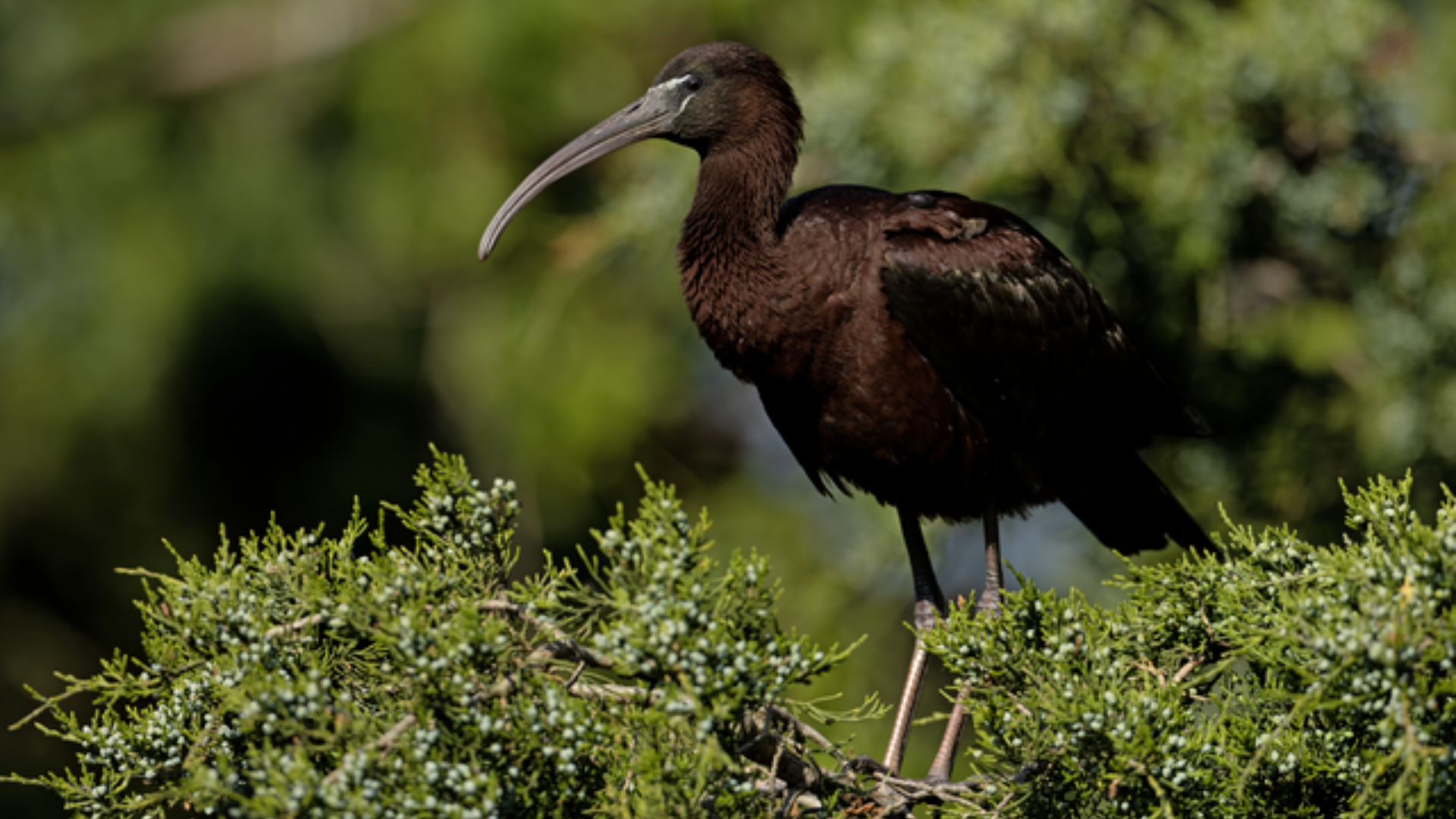 Glossy_Ibis