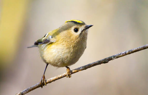 Goldcrest