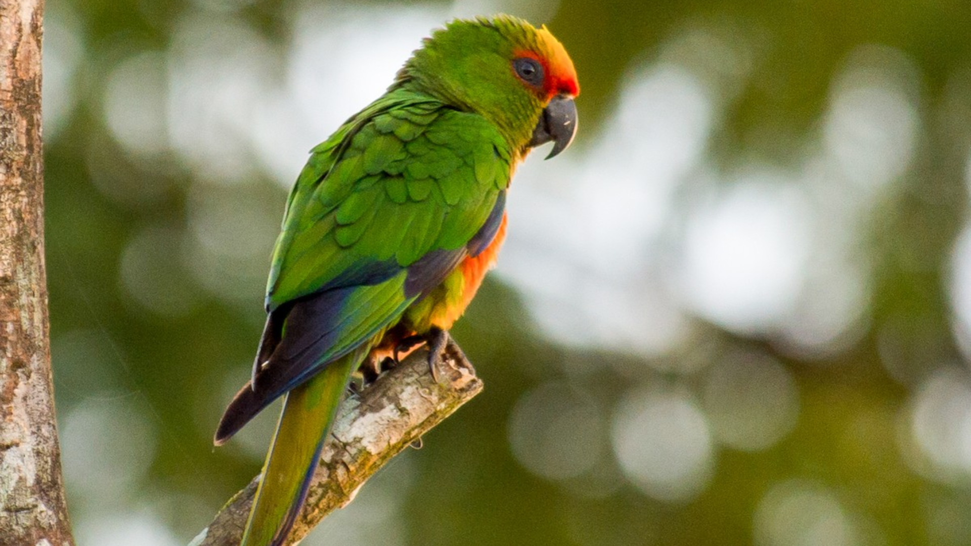 Golden-capped_Parakeet