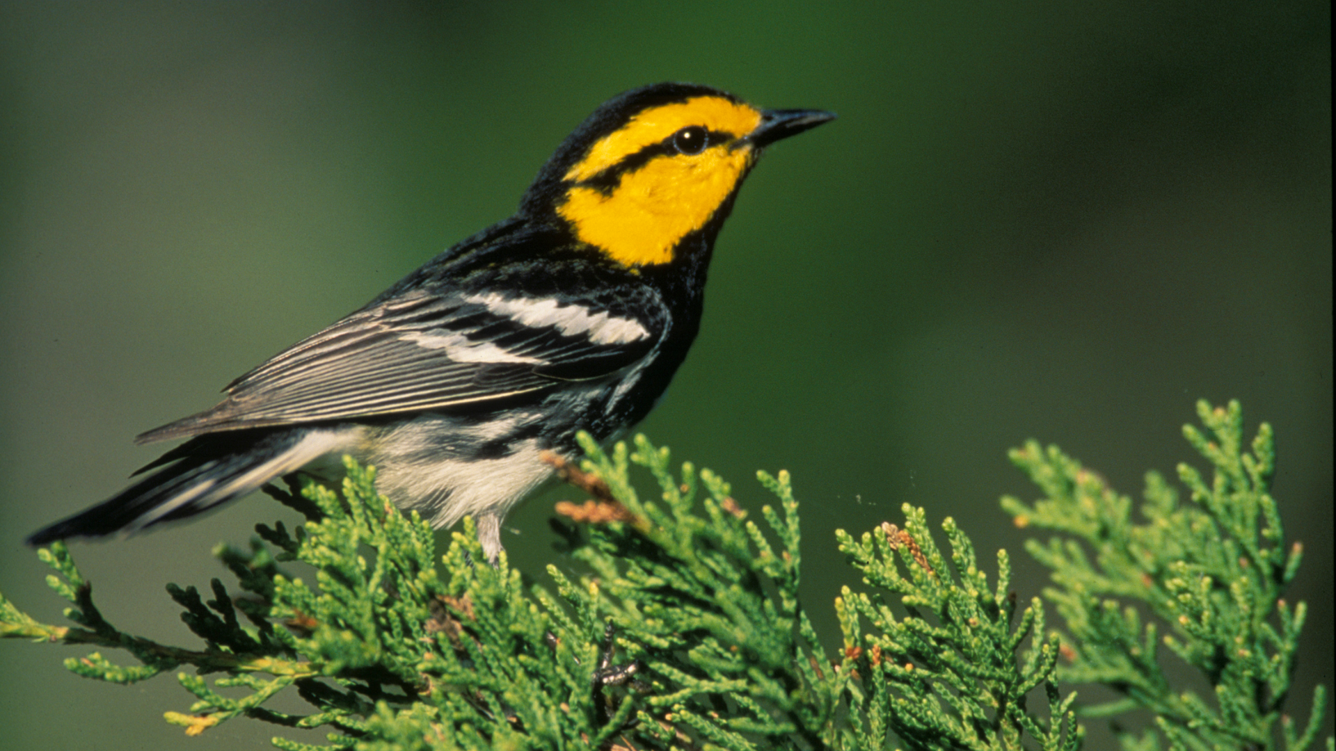 Golden-cheeked_Warbler