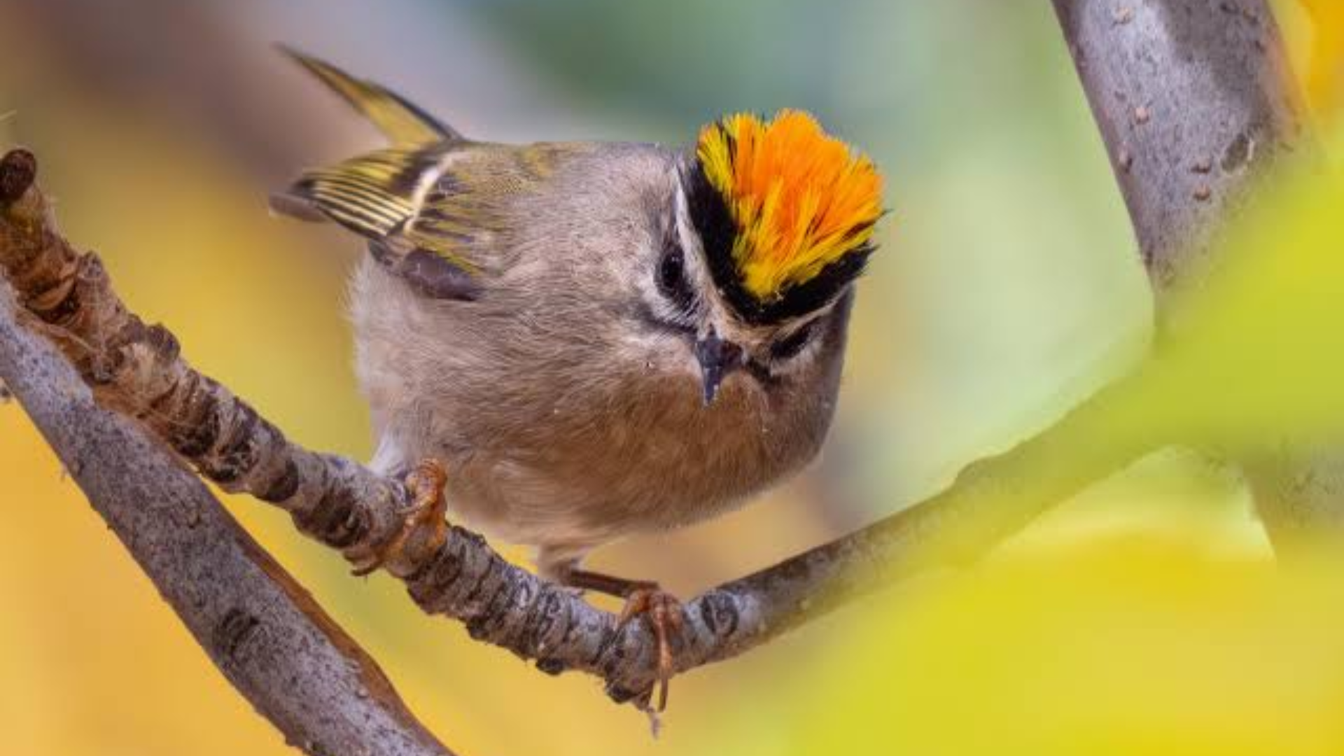 Golden-crowned_Kinglet