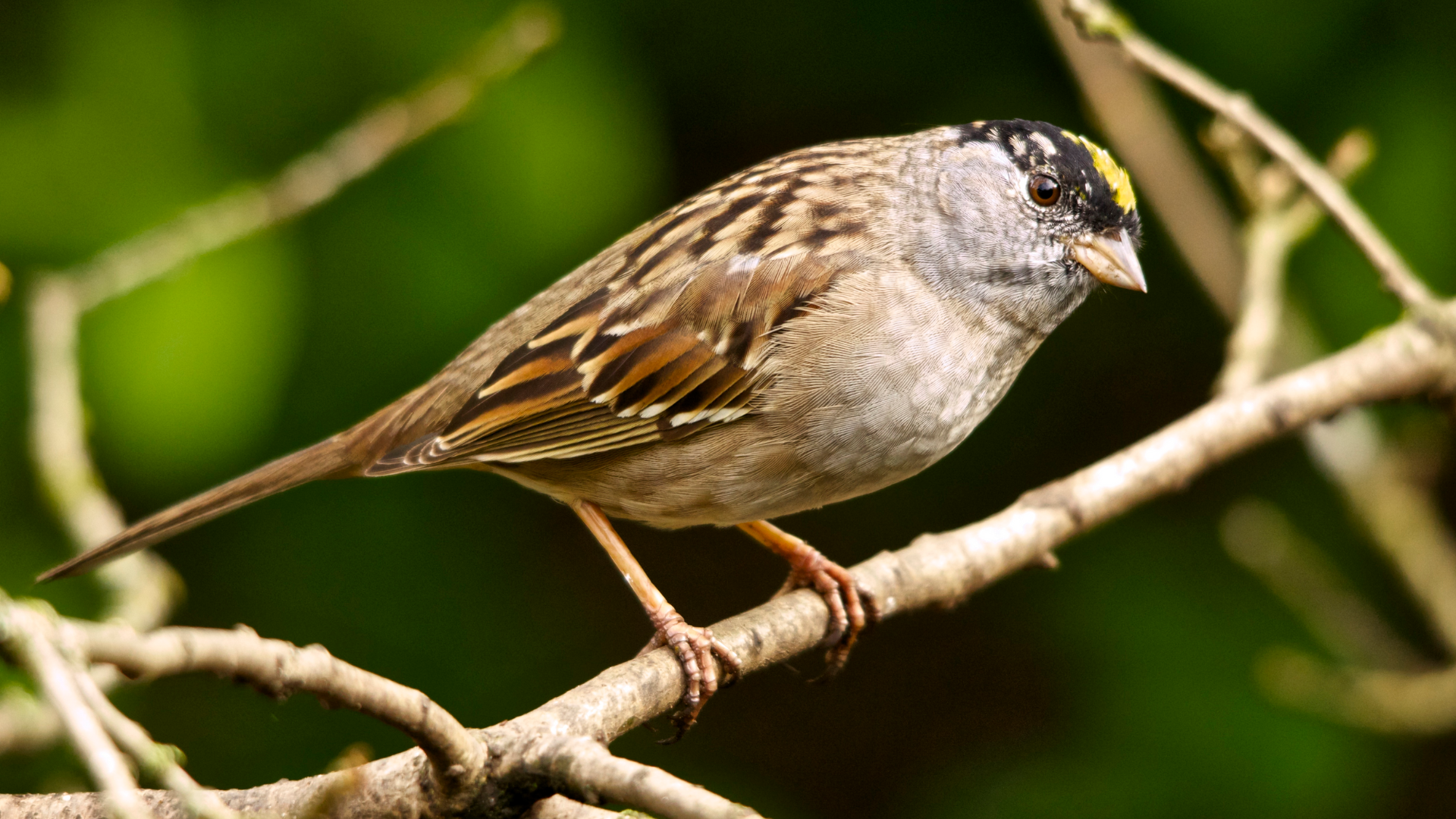 Golden-crowned_Sparrow