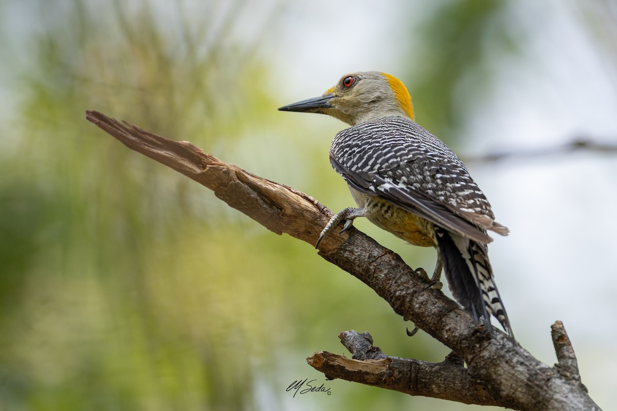 Golden-fronted_Woodpecker