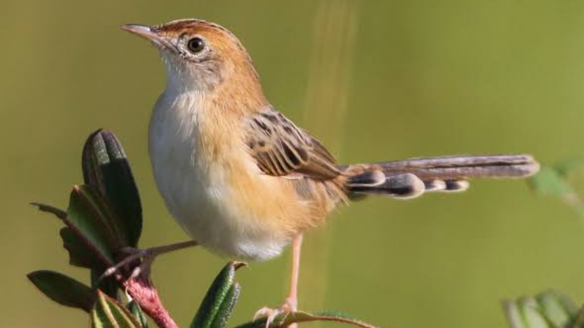 Golden-headed_Cisticola