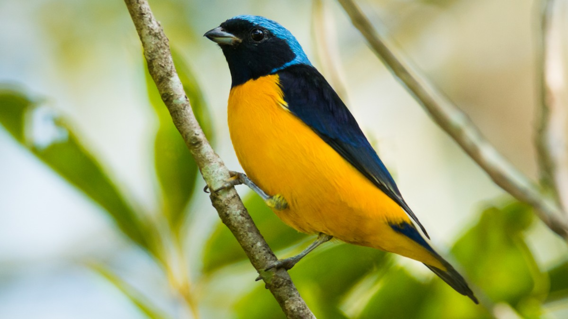 Golden-rumped_Euphonia