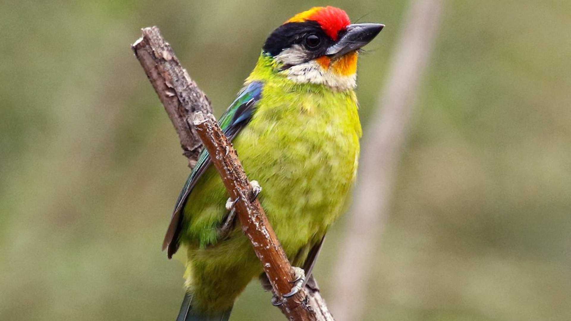 Golden-throated_Barbet