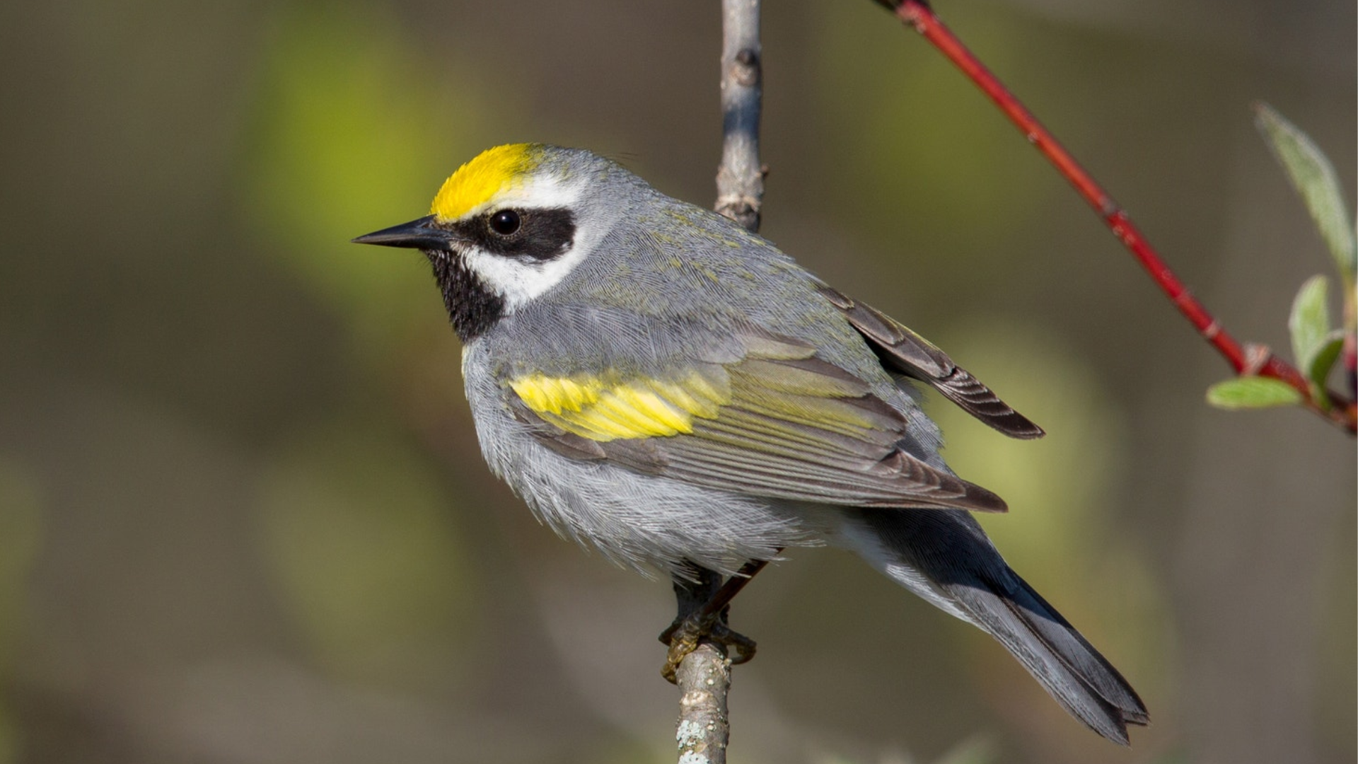 Golden-winged_Warbler