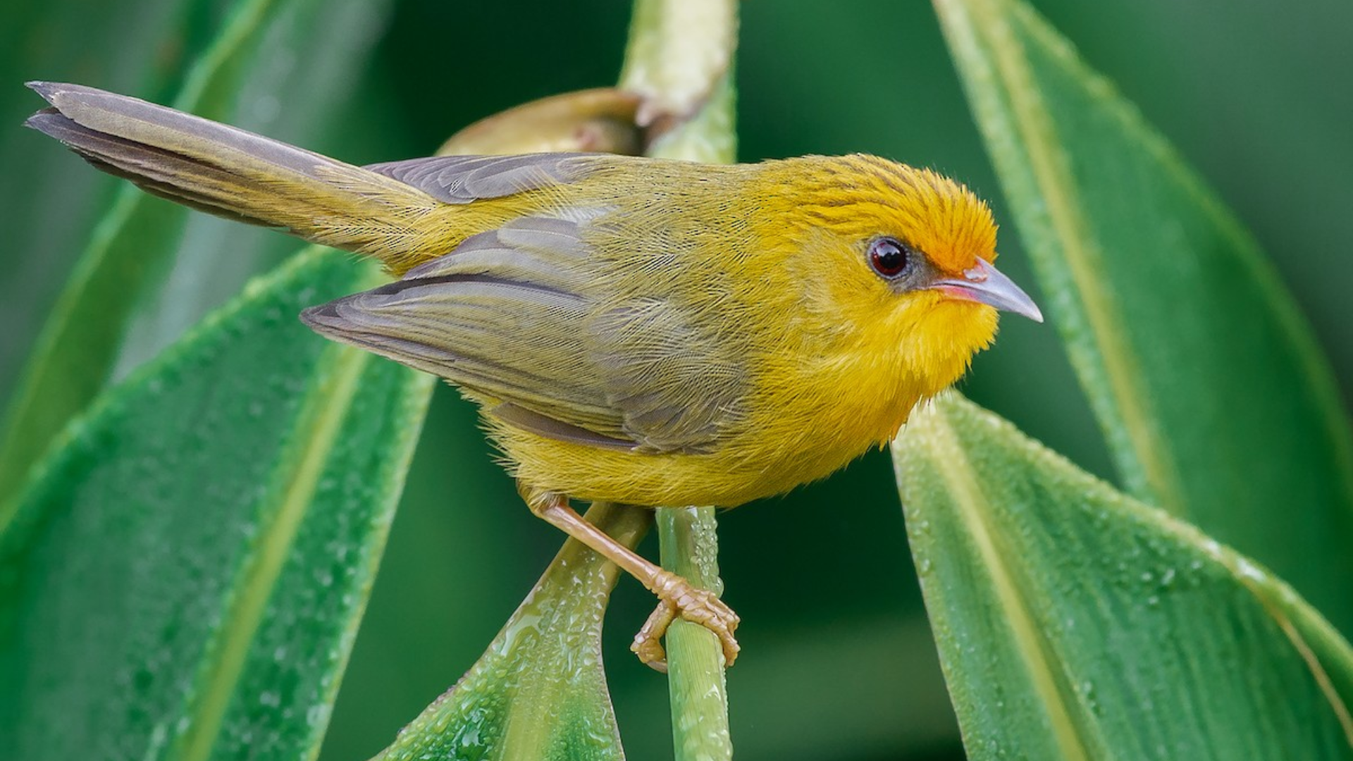 Golden_Babbler