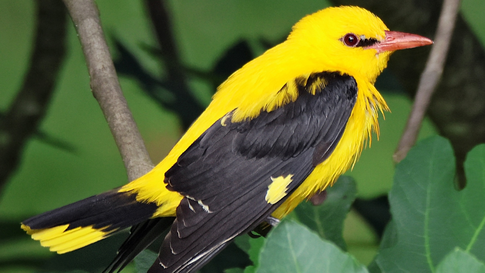 Golden_Oriole