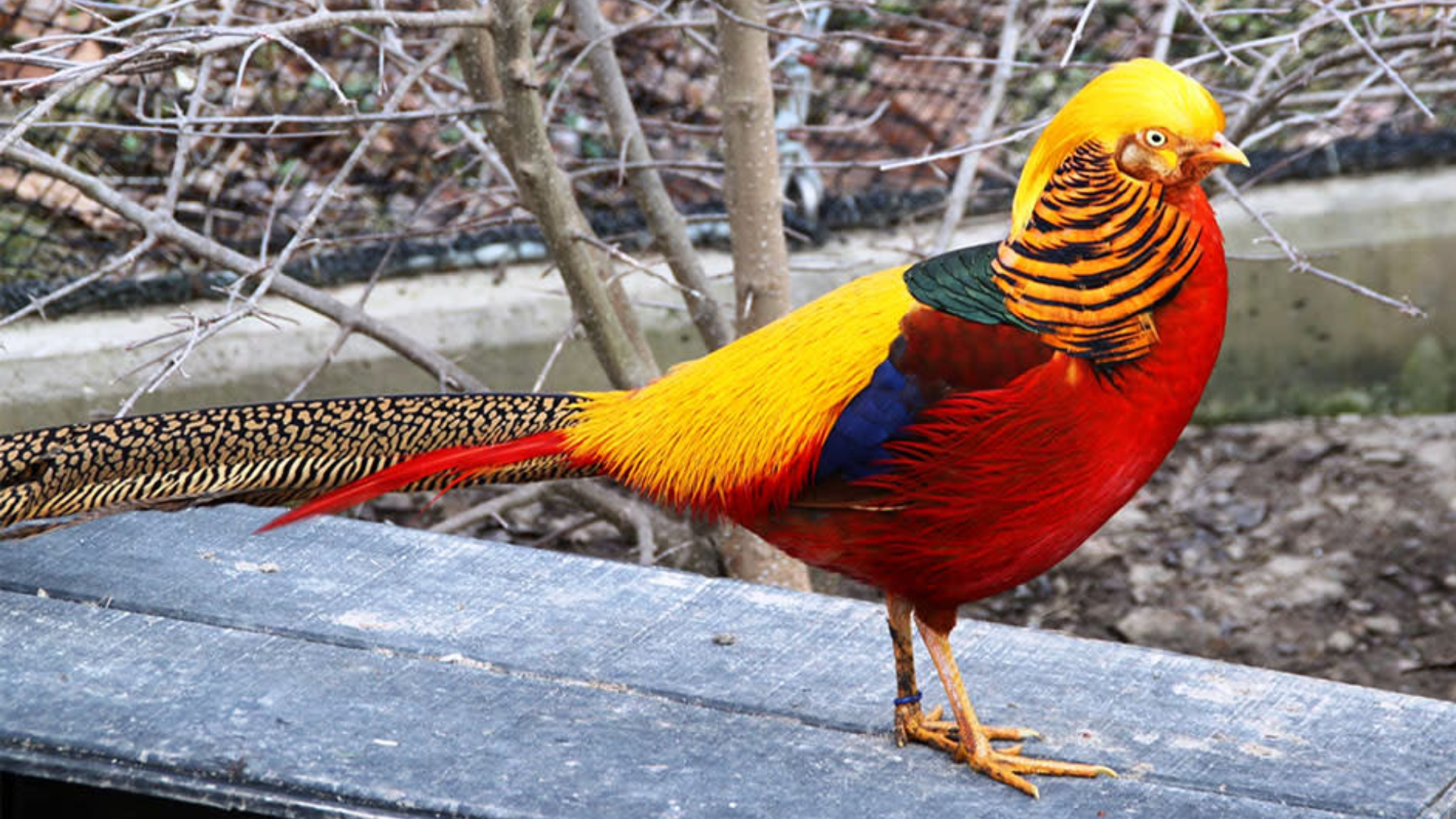 Golden_Pheasant