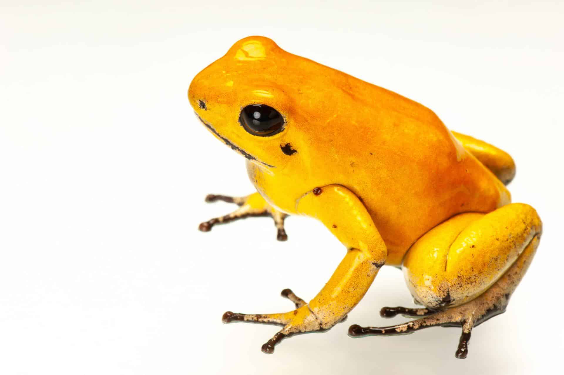 Golden_Poison_Dart_Frog