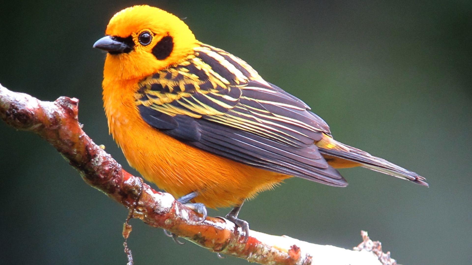 Golden_Tanager