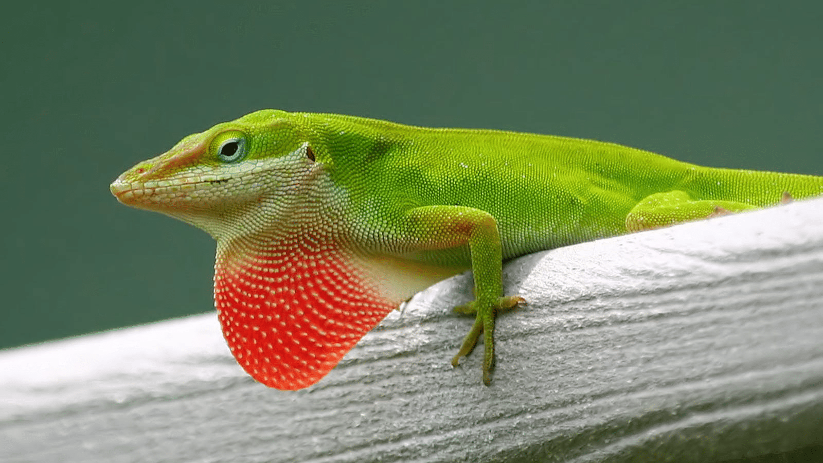 Green_Anole