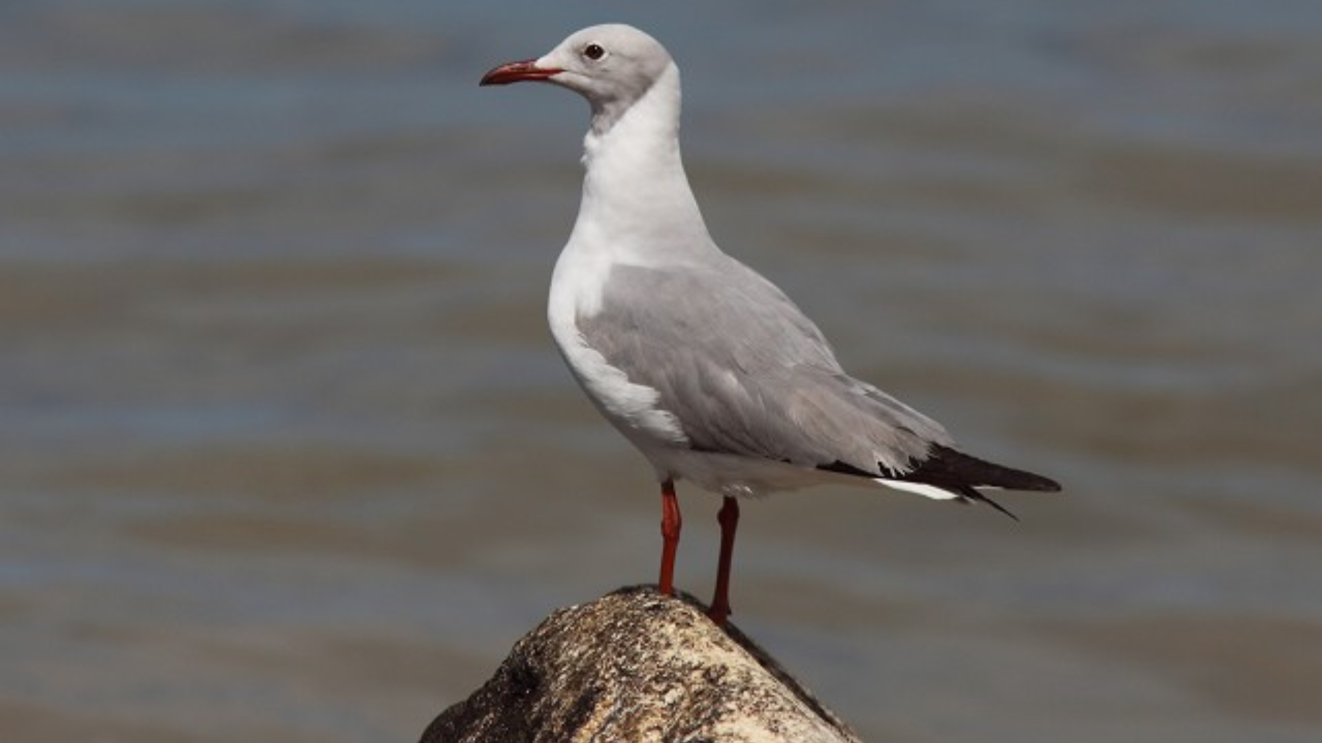 Grey-headed_Gull