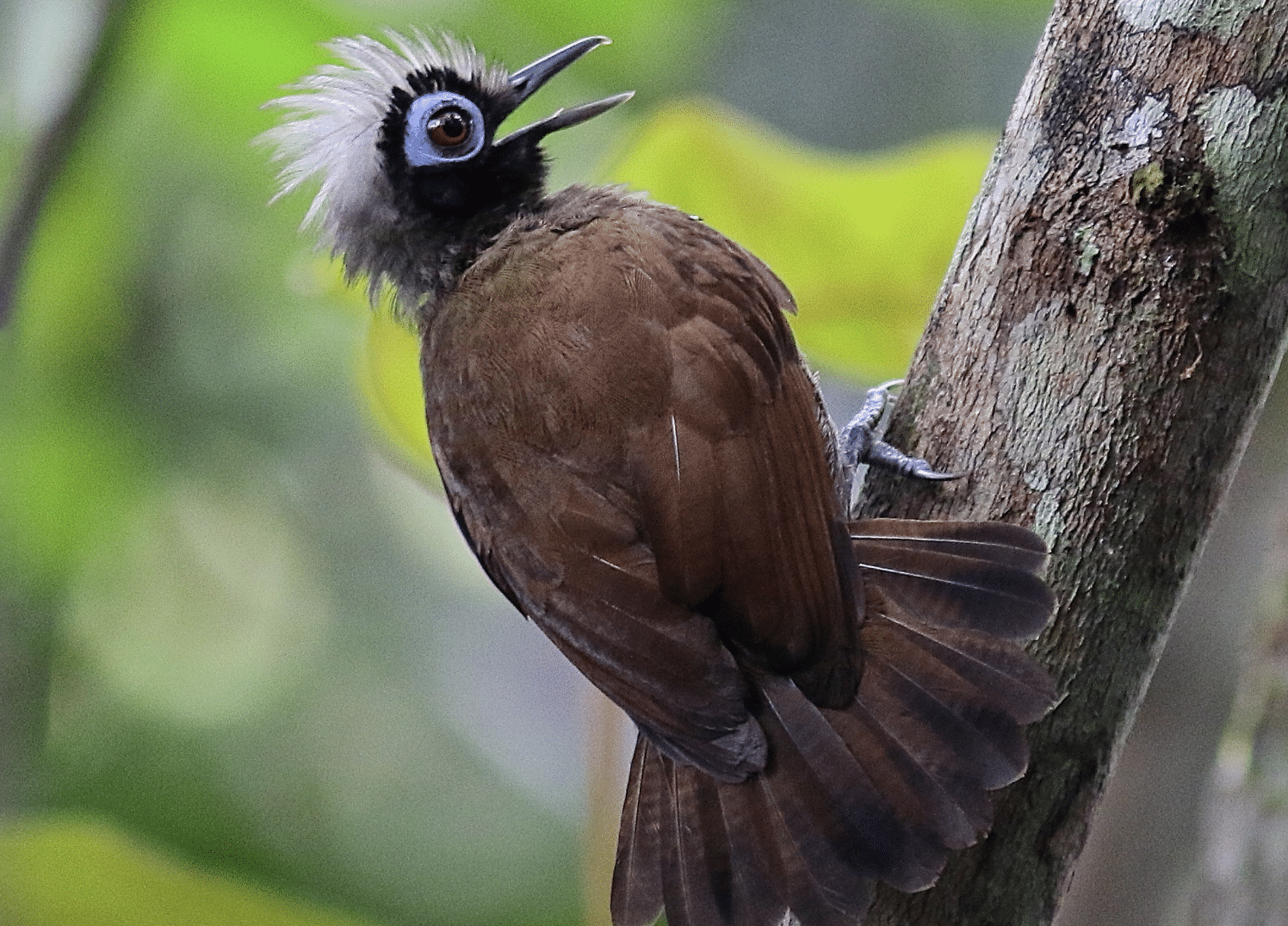 Hairy-crested_Antbird