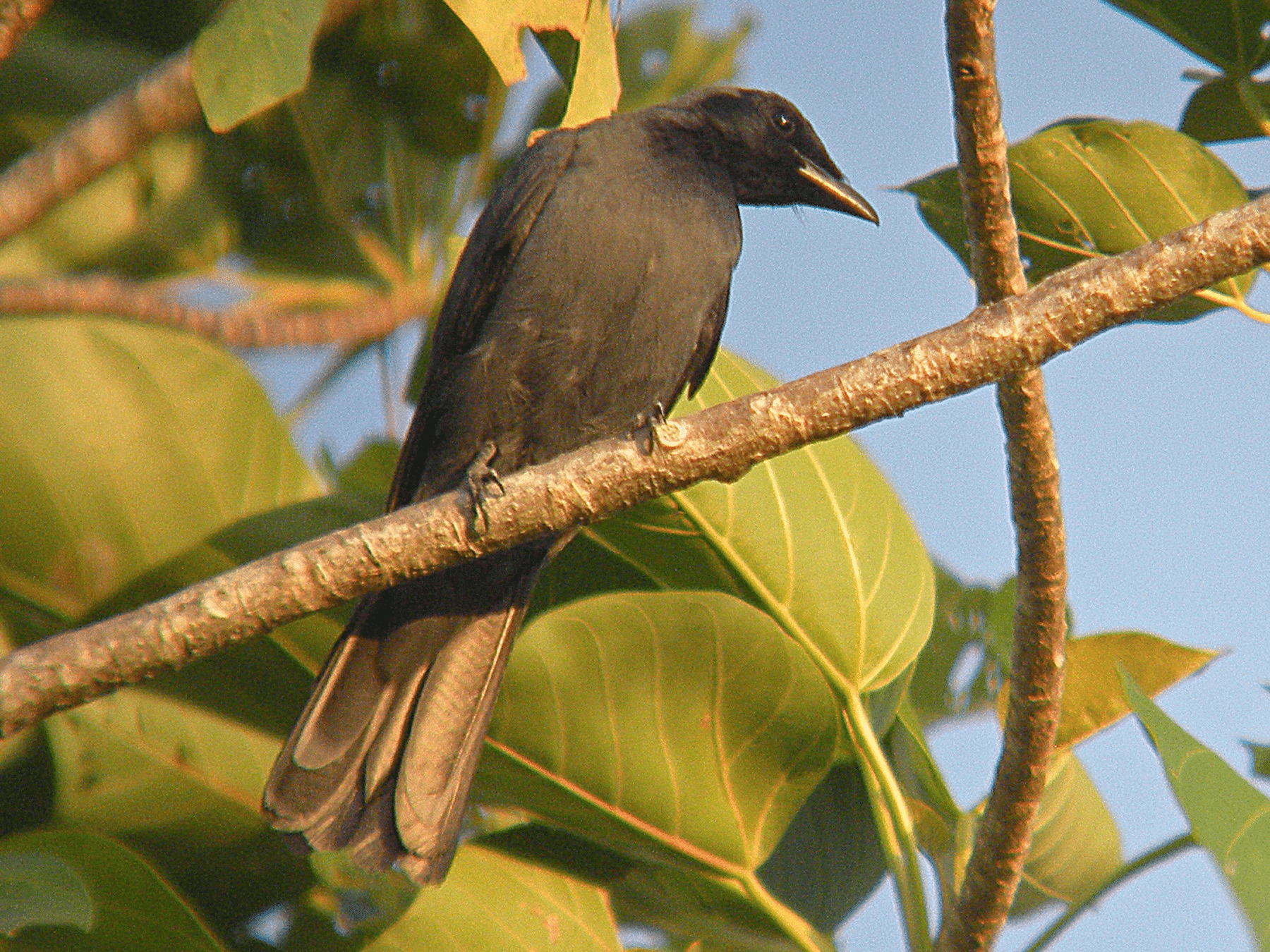 Halmahera_Cuckooshrike