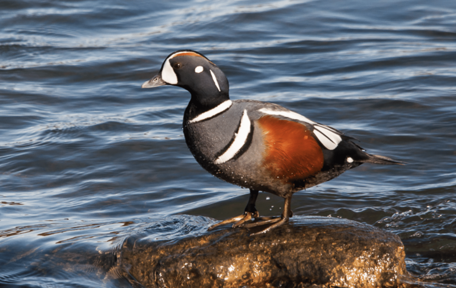 Harlequin_Duck