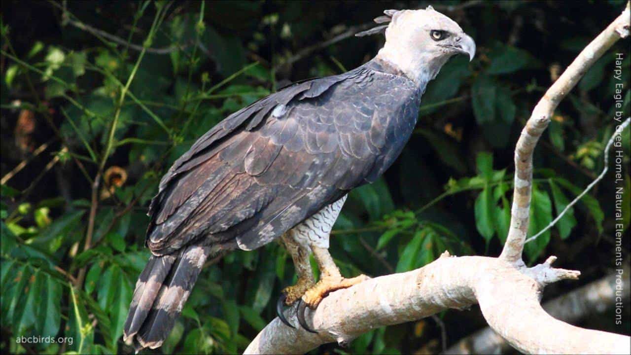 Harpy_Eagle