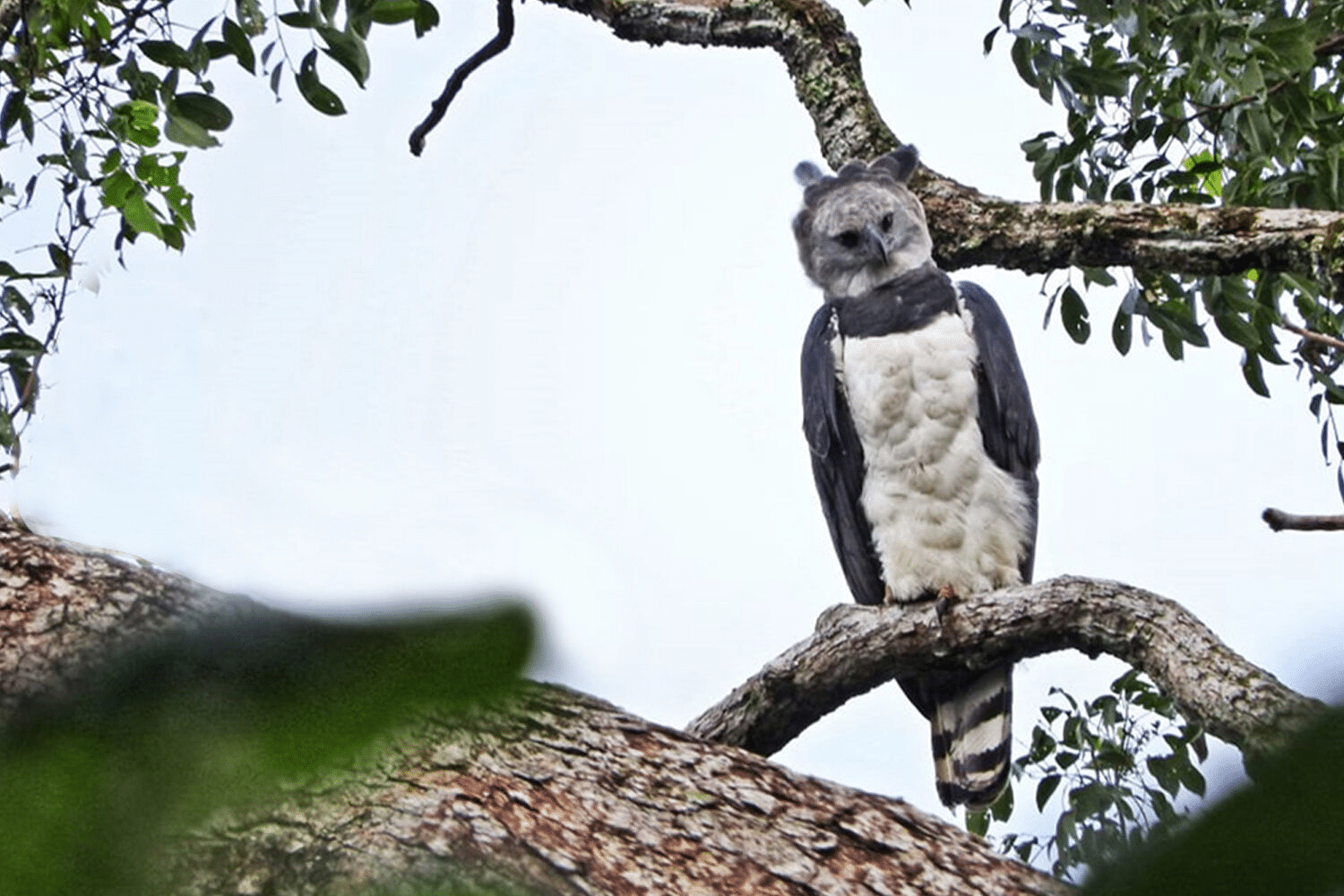 Harpy_Eagle