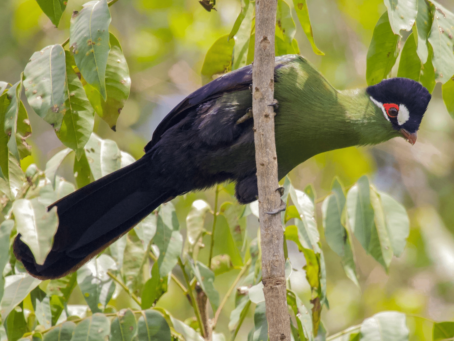 Hartlaubs_Turaco