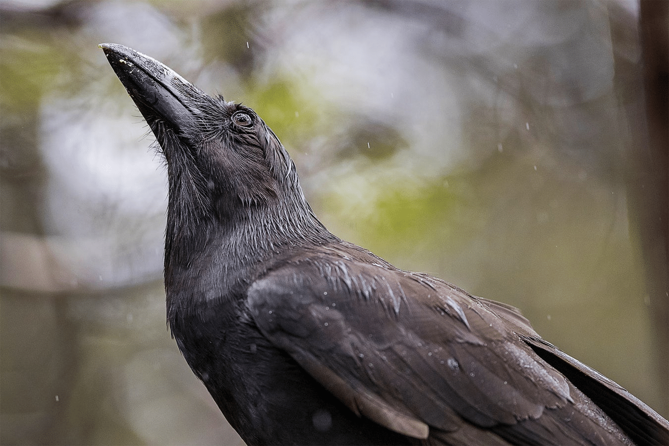 Hawaiian_Crow_Alala