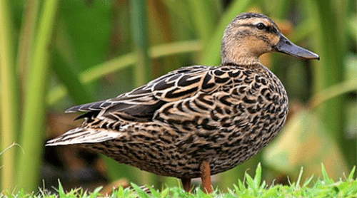 Hawaiian_Duck_Koloa_Maoli