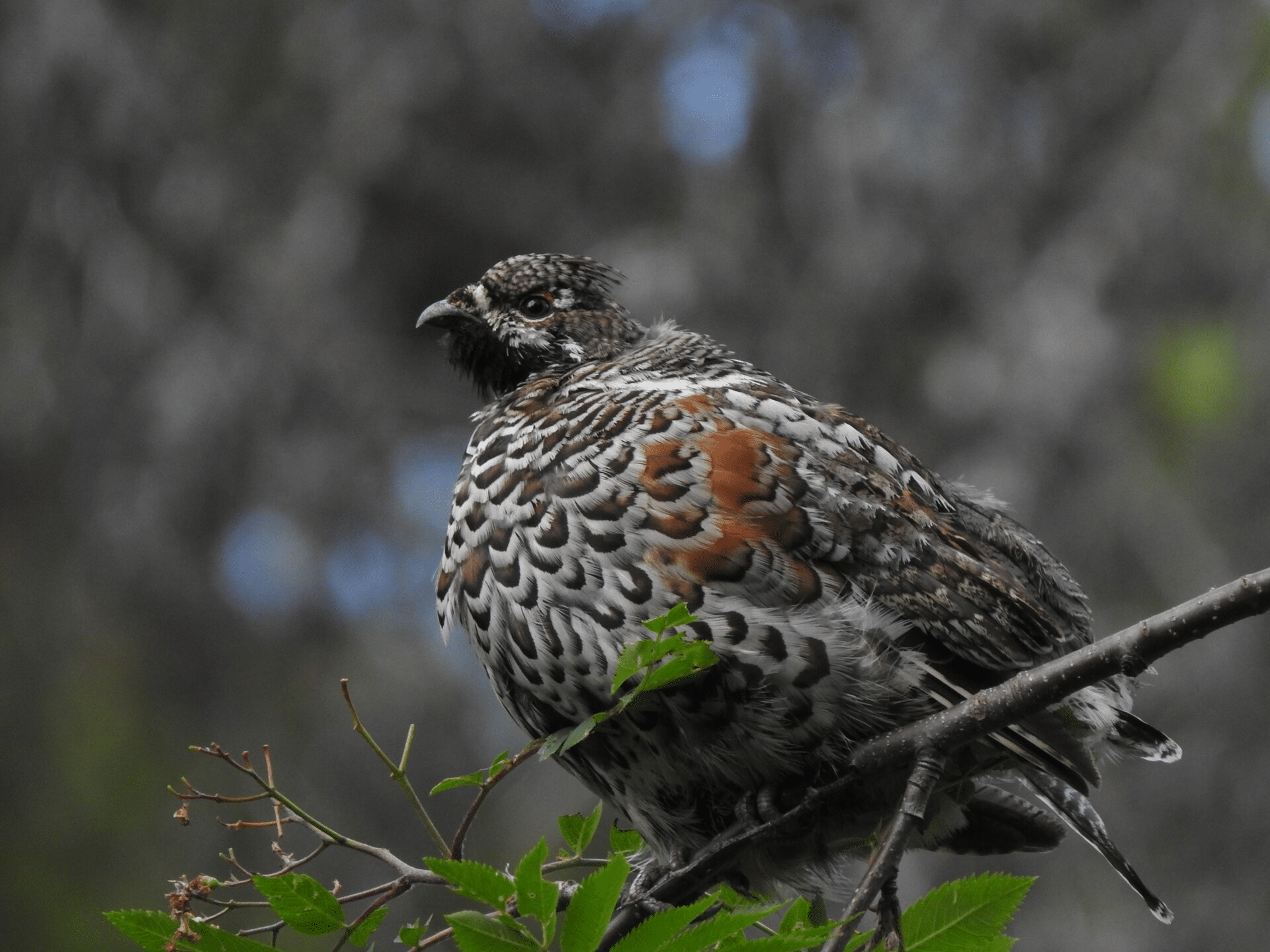 Hazel_Grouse