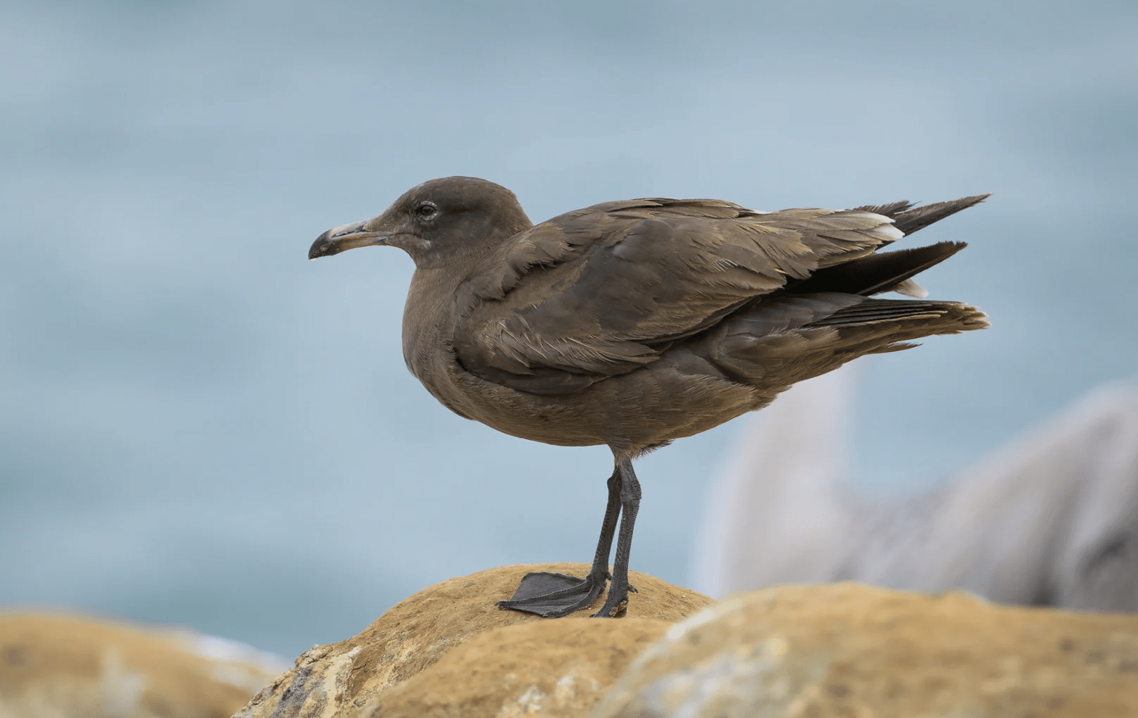 Heermanns_Gull