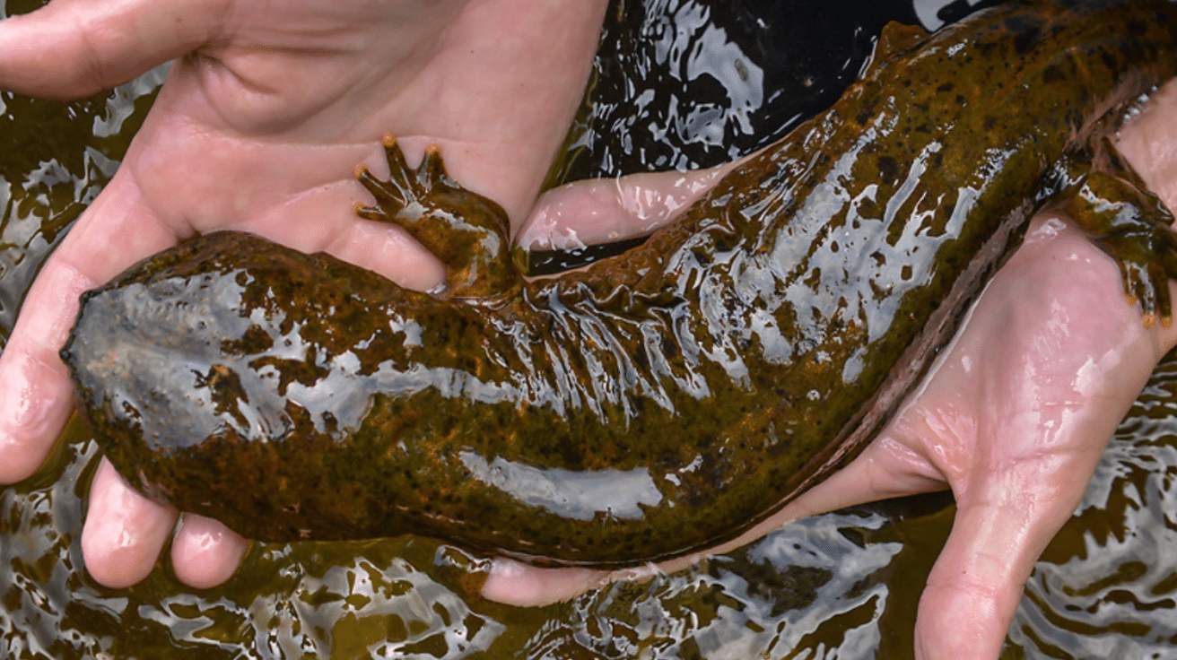 Hellbender_Salamander