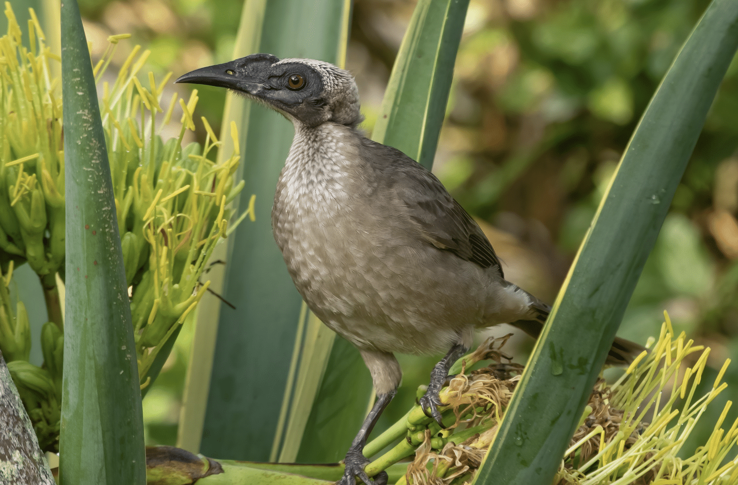 Helmeted_Friarbird