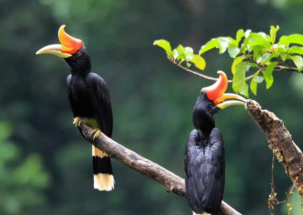 Helmeted_Hornbill