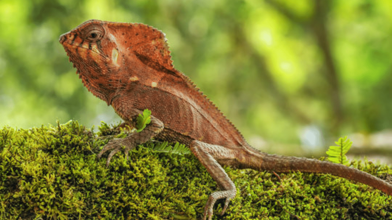 Helmeted_Iguana