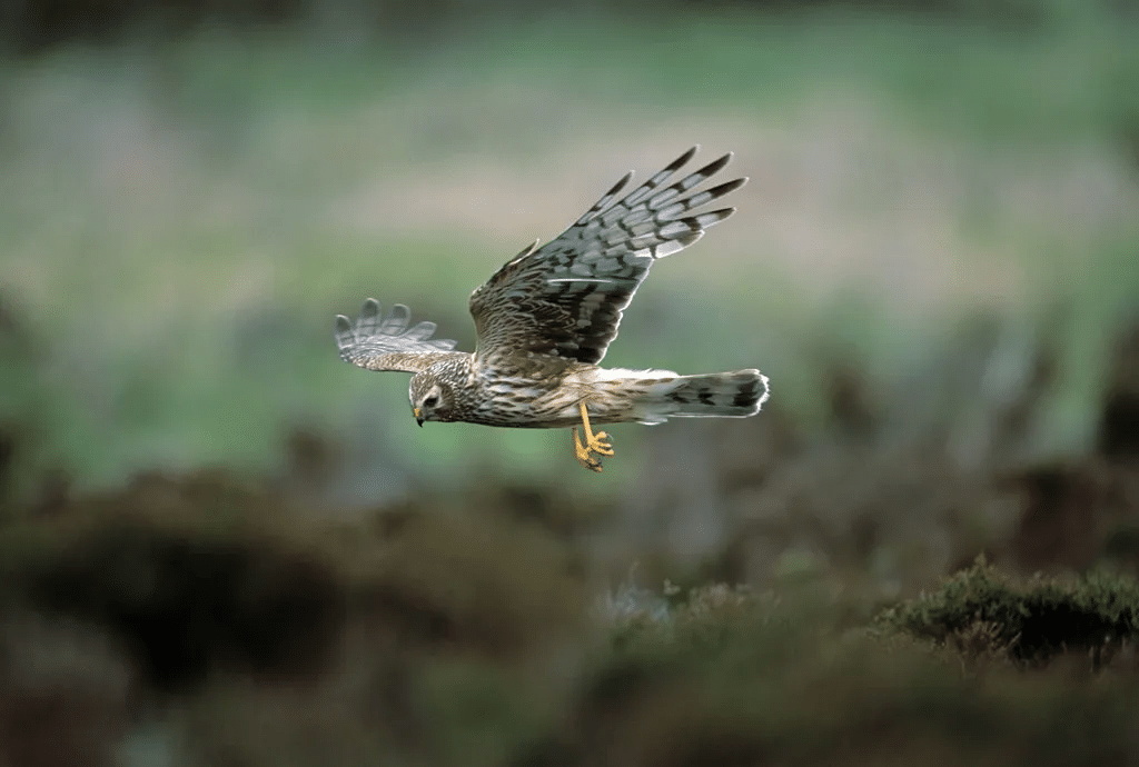 Hen_Harrier