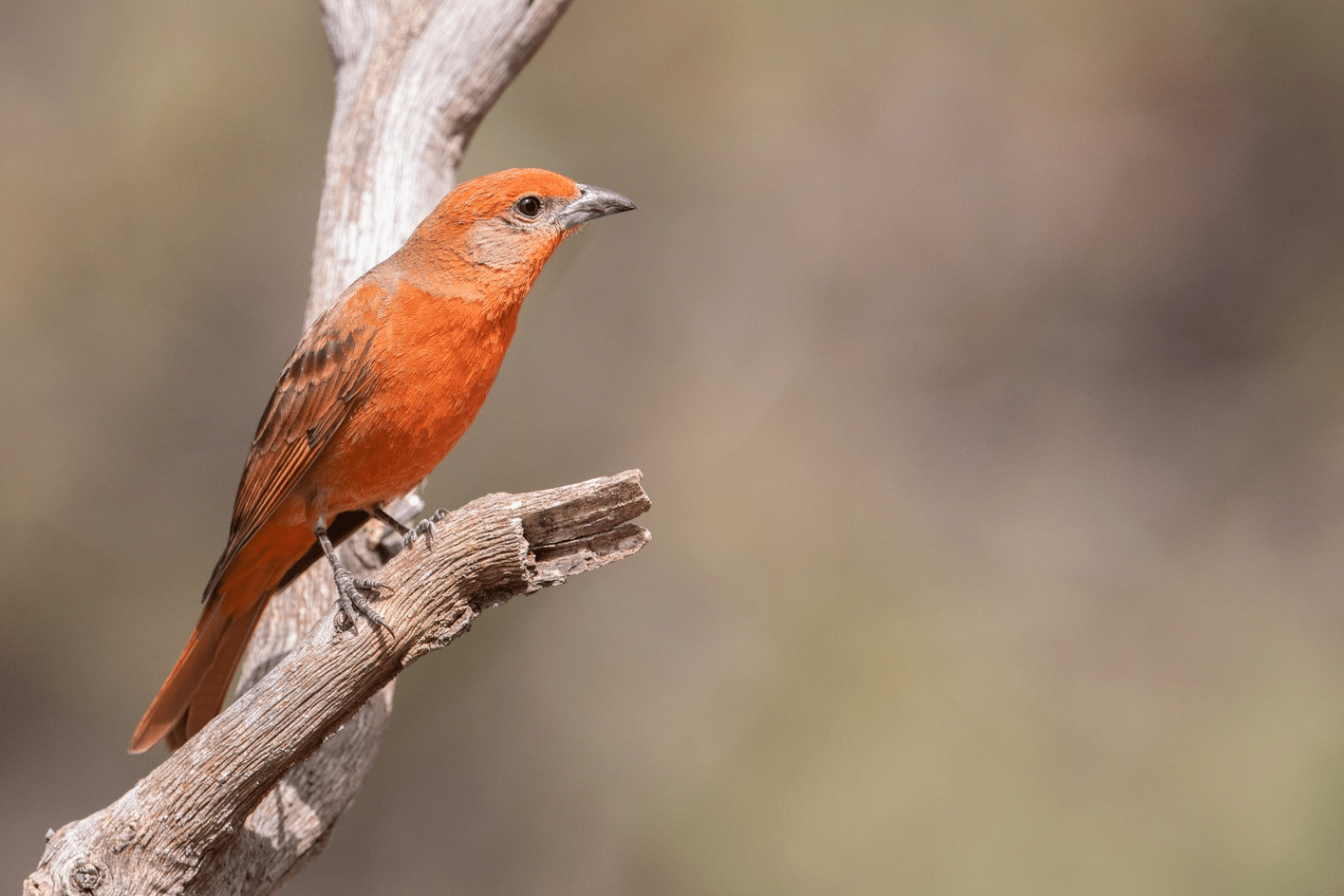 Hepatic_Tanager