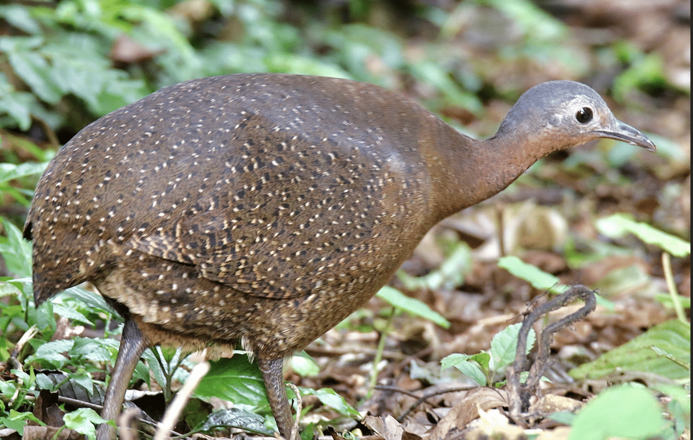 Highland_Tinamou