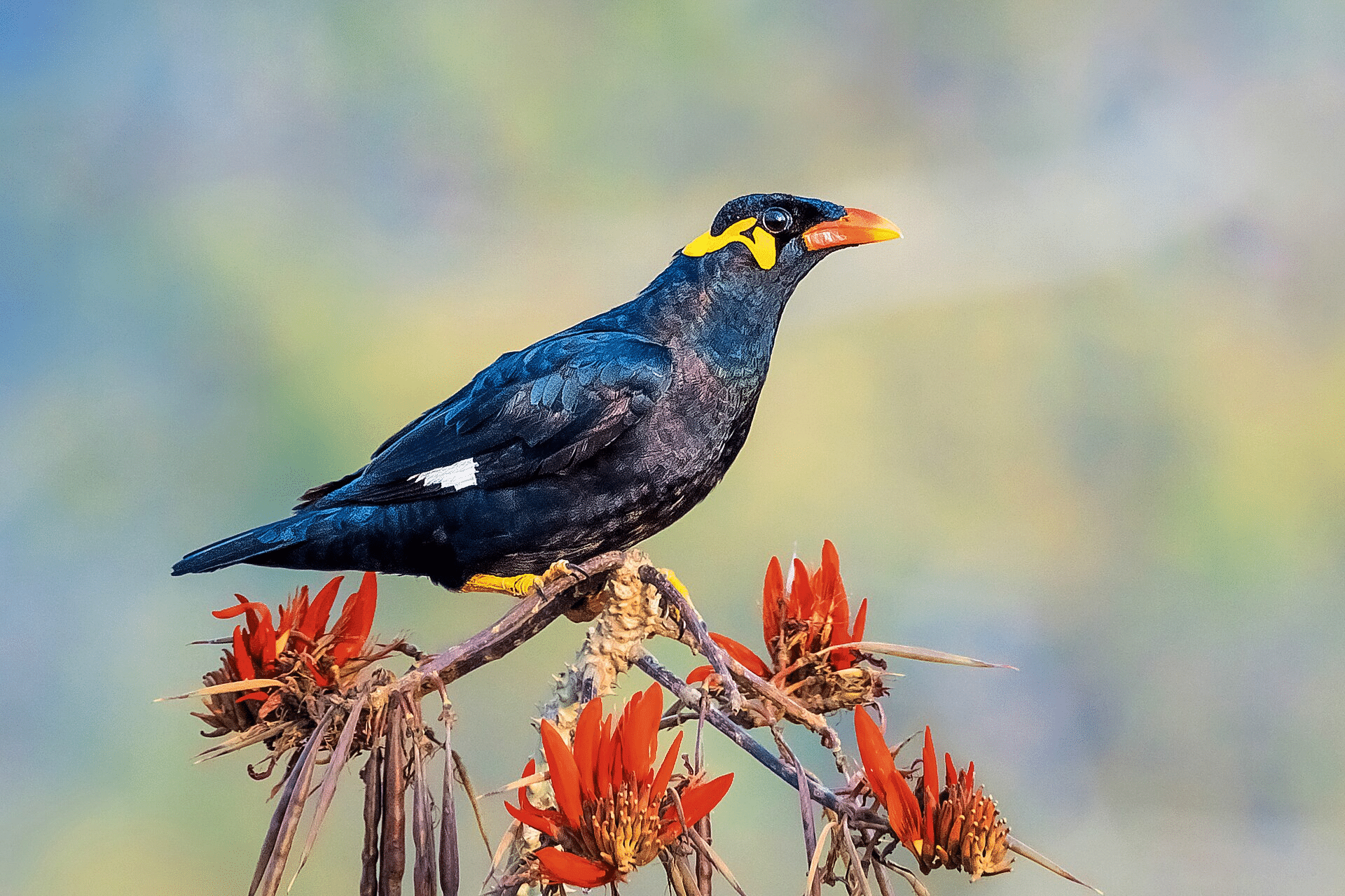 Hill_Myna