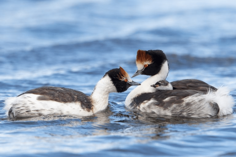 Hooded_Grebe