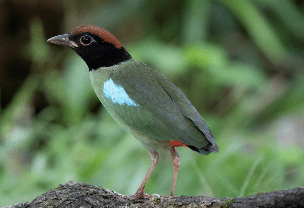 Hooded_Pitta