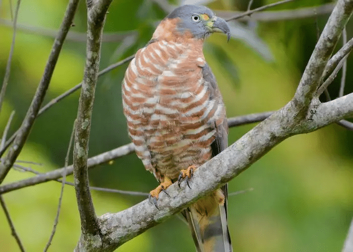 Hook-billed_Kite