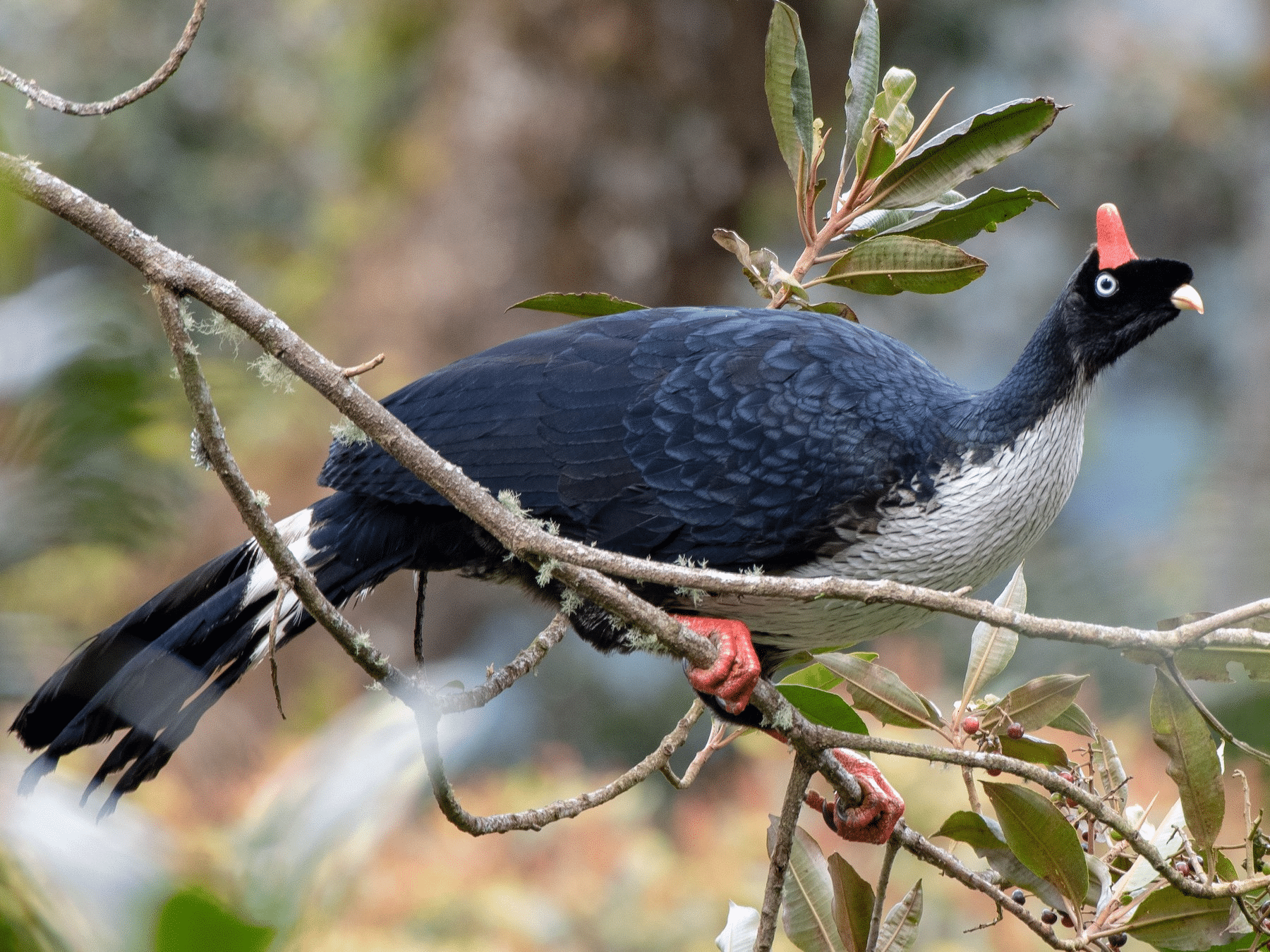 Horned_Guan