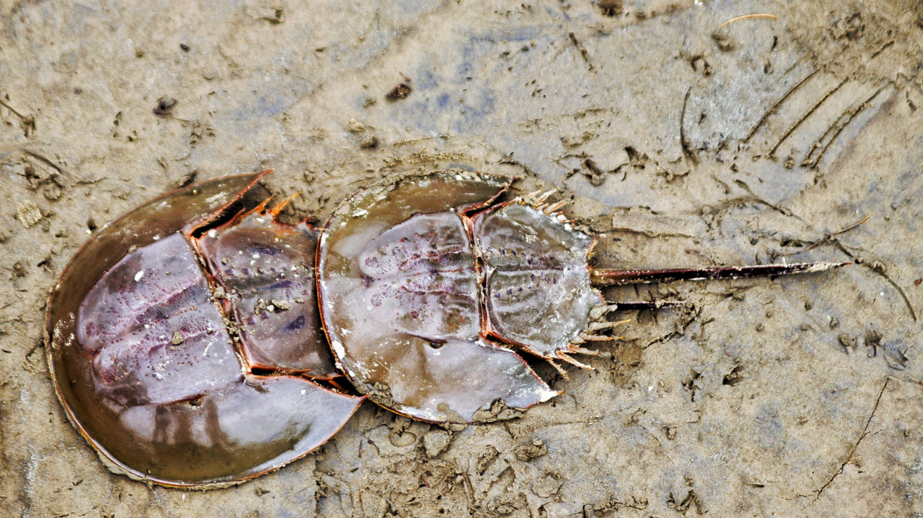 Horseshoe_Crab