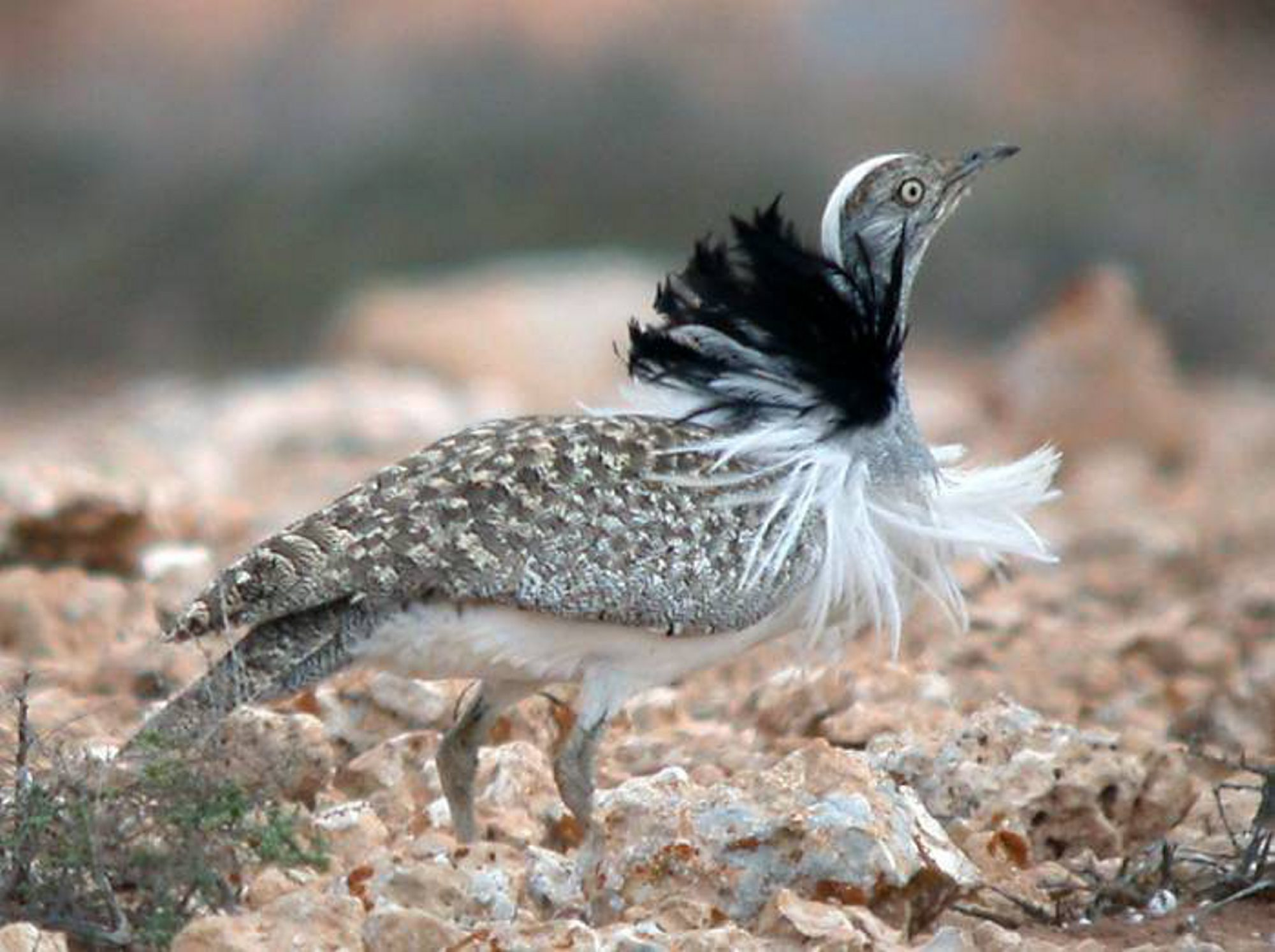 Houbara_Bustard