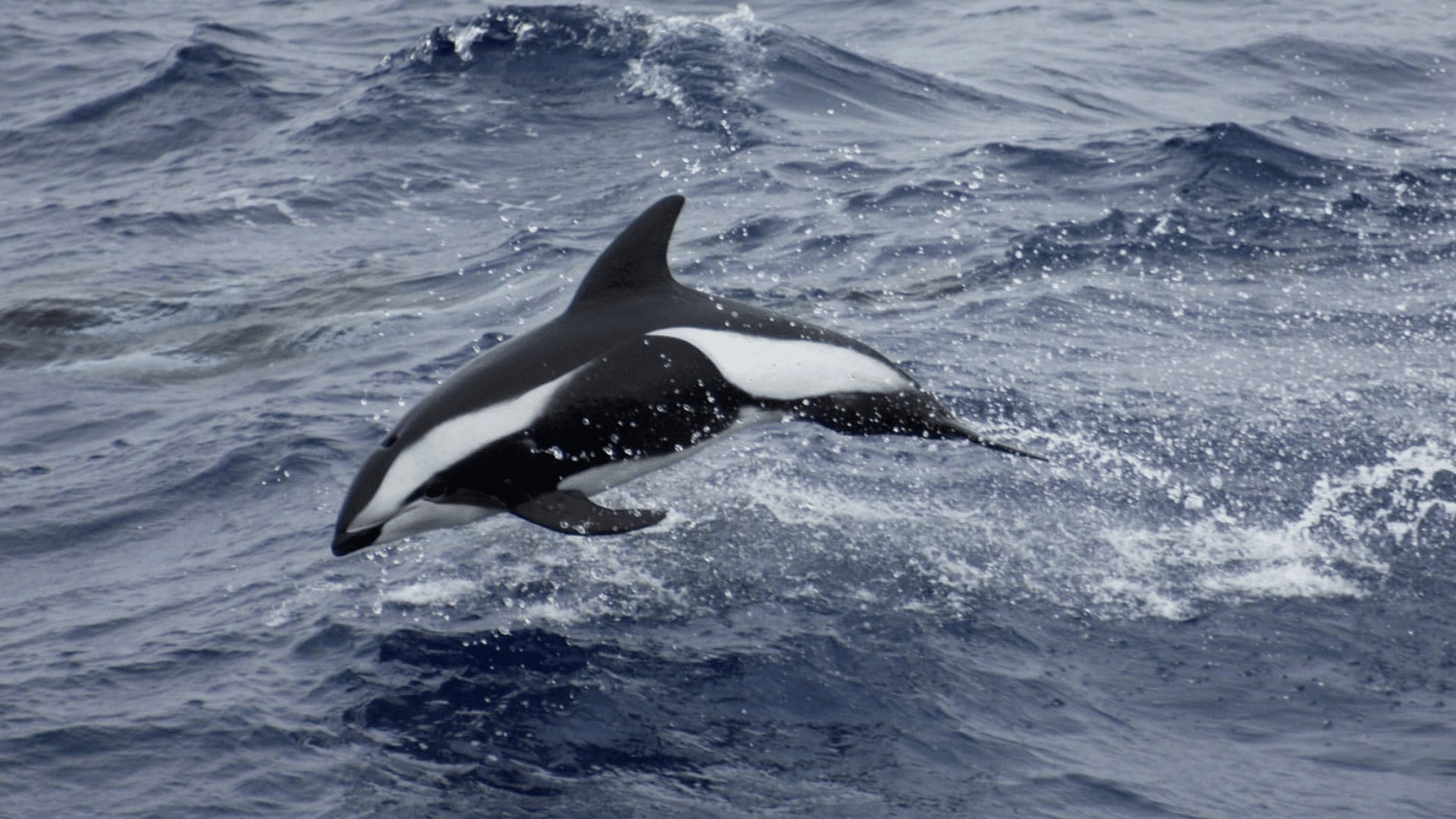 Hourglass_Dolphin