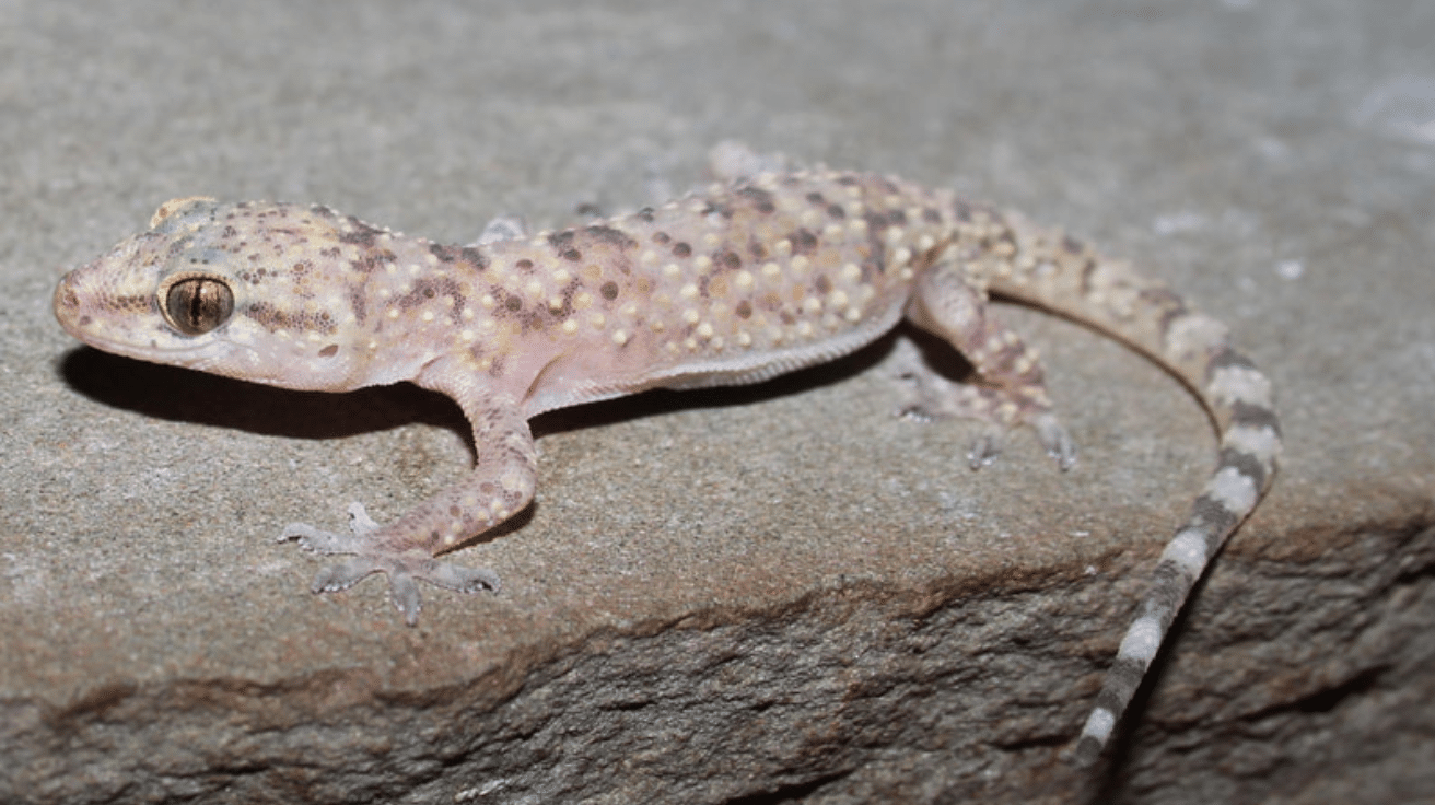 House_Gecko