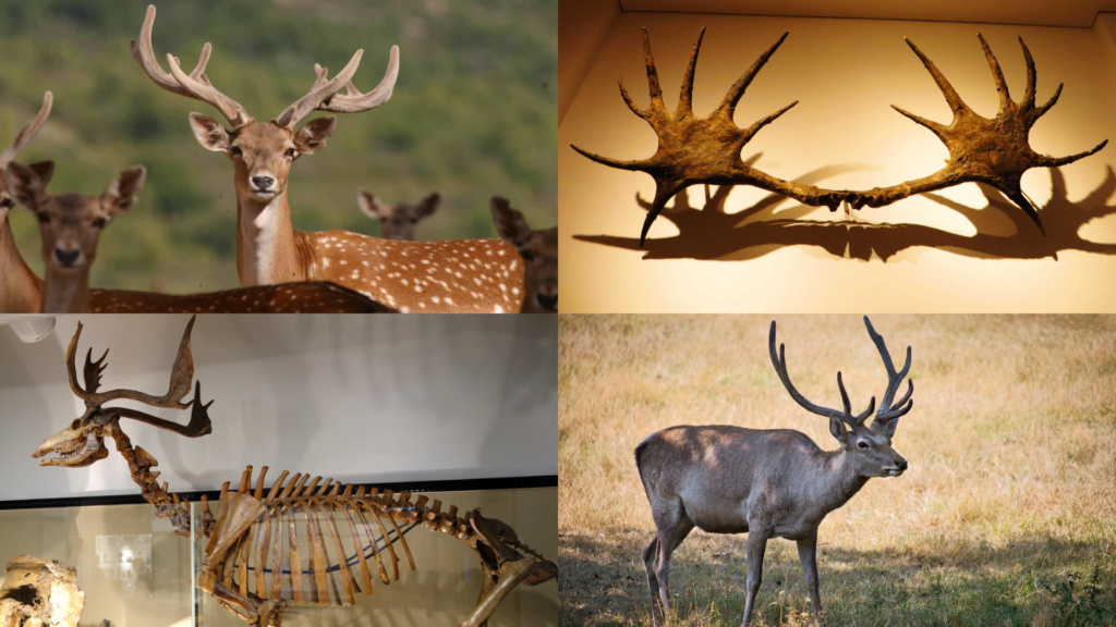 How to Identify Animals with Antlers in the Wild?