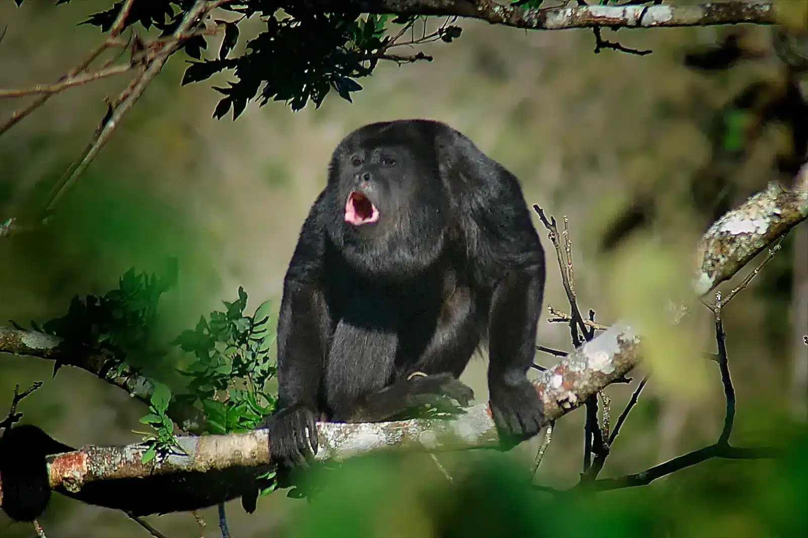 Howler_Monkey