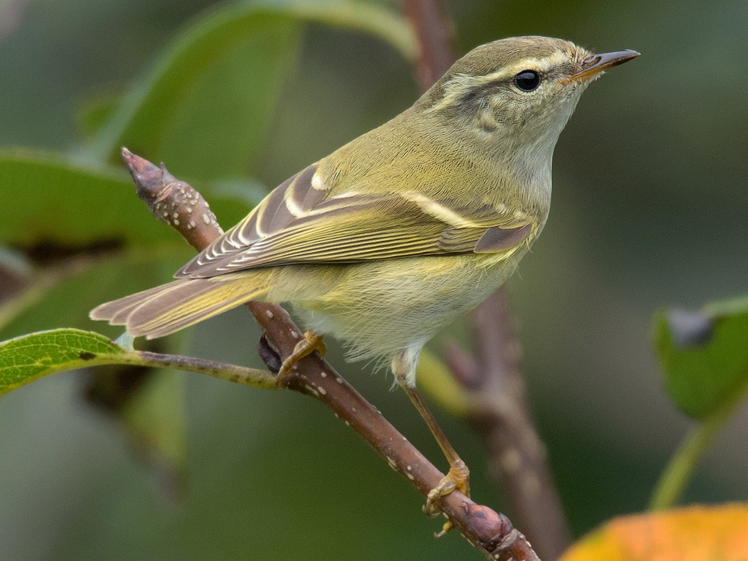 Humes_Leaf_Warbler