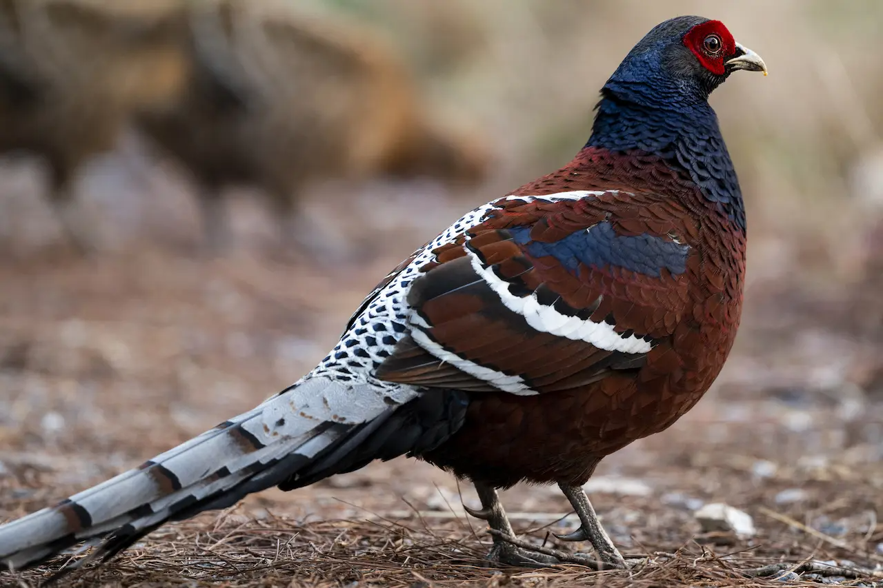 Humes_Pheasant